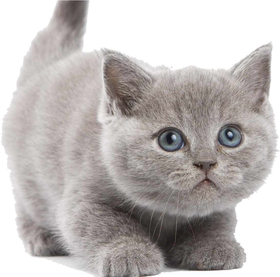 Zookeeper Cats British Shorthair