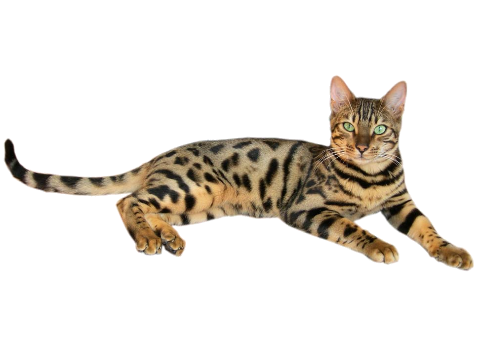 Zookeeper Cats Bengal