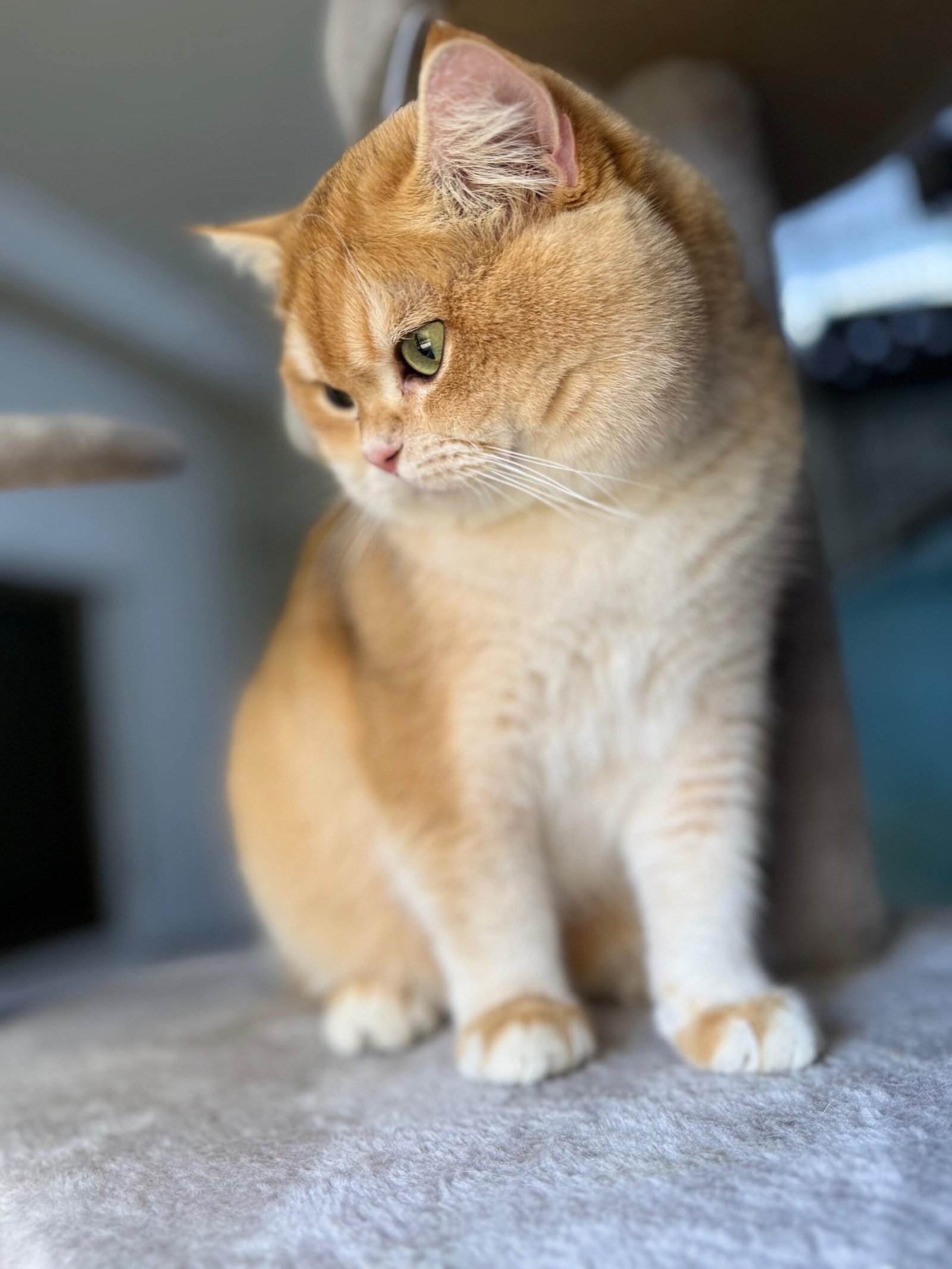 Bella