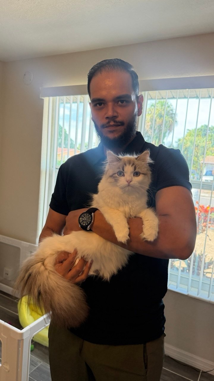 Ragdoll