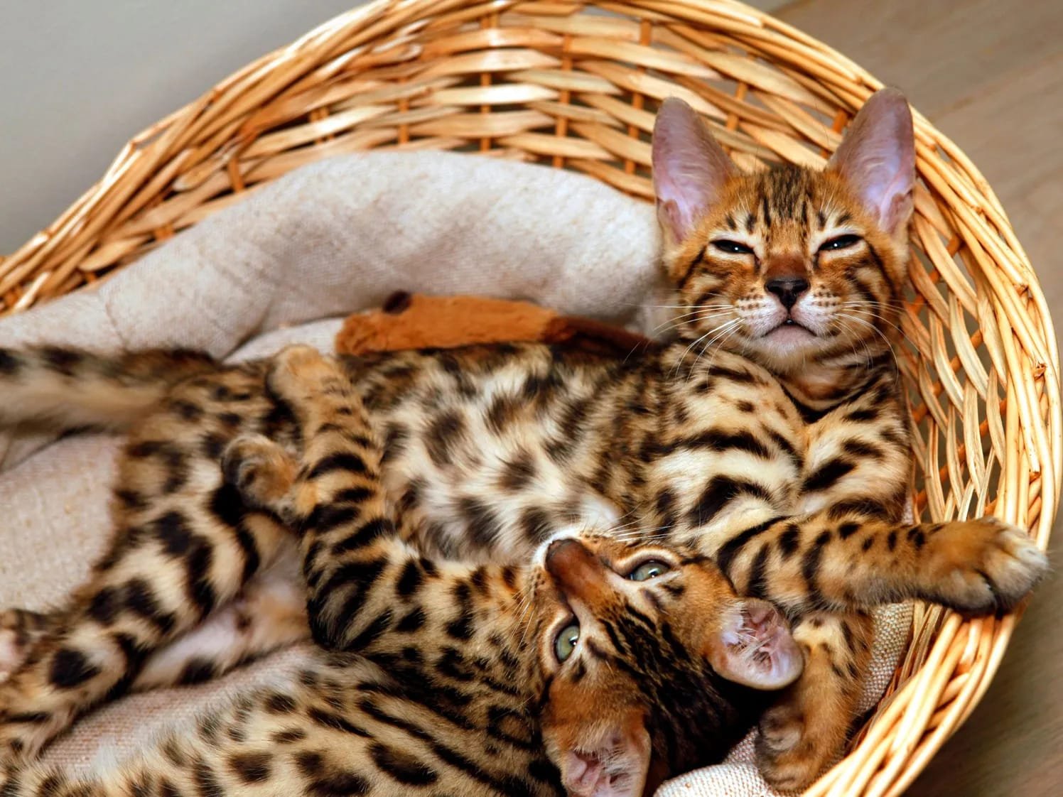 Bengal