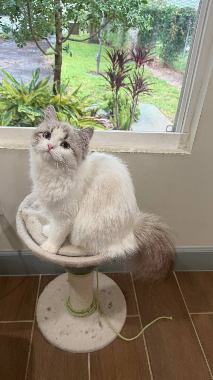 Mia