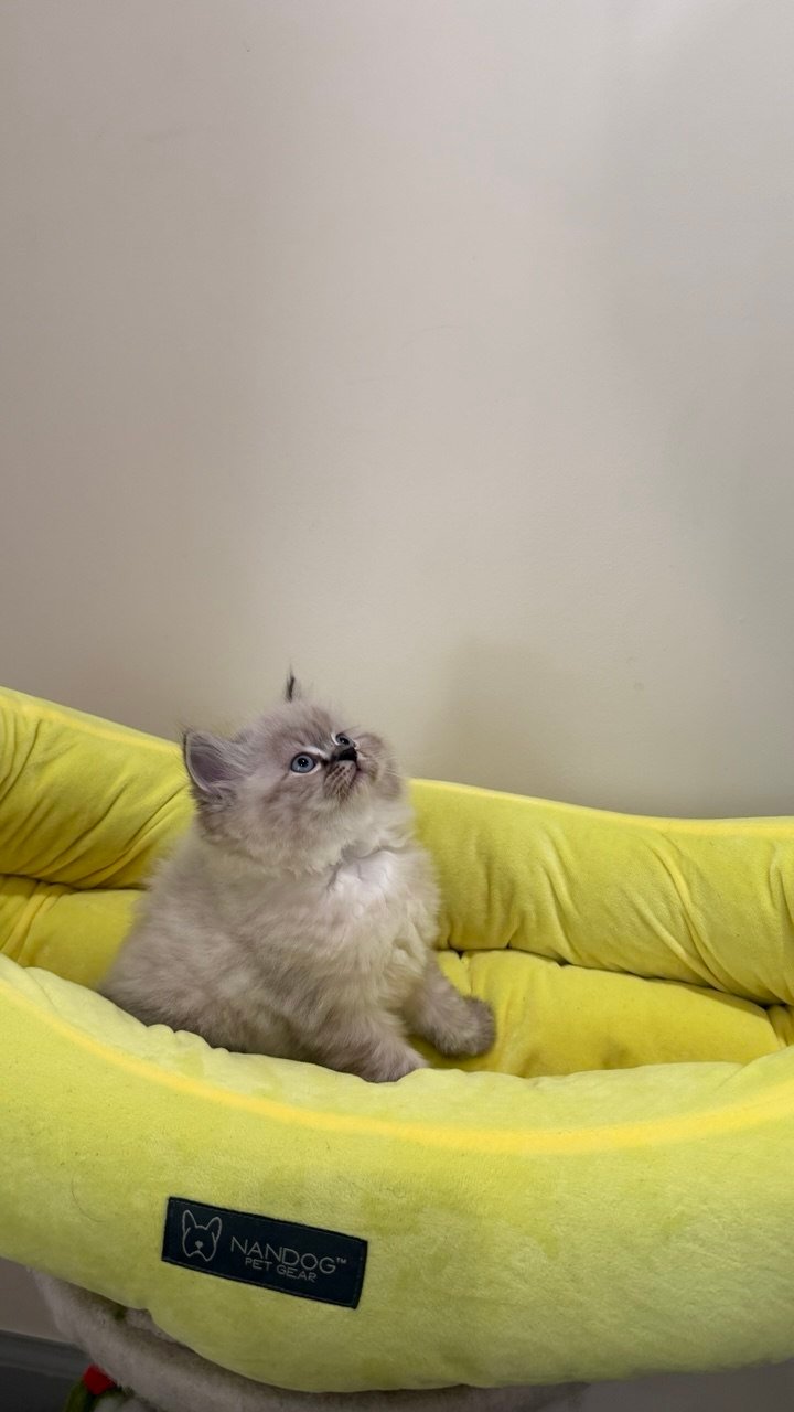 Tabaki