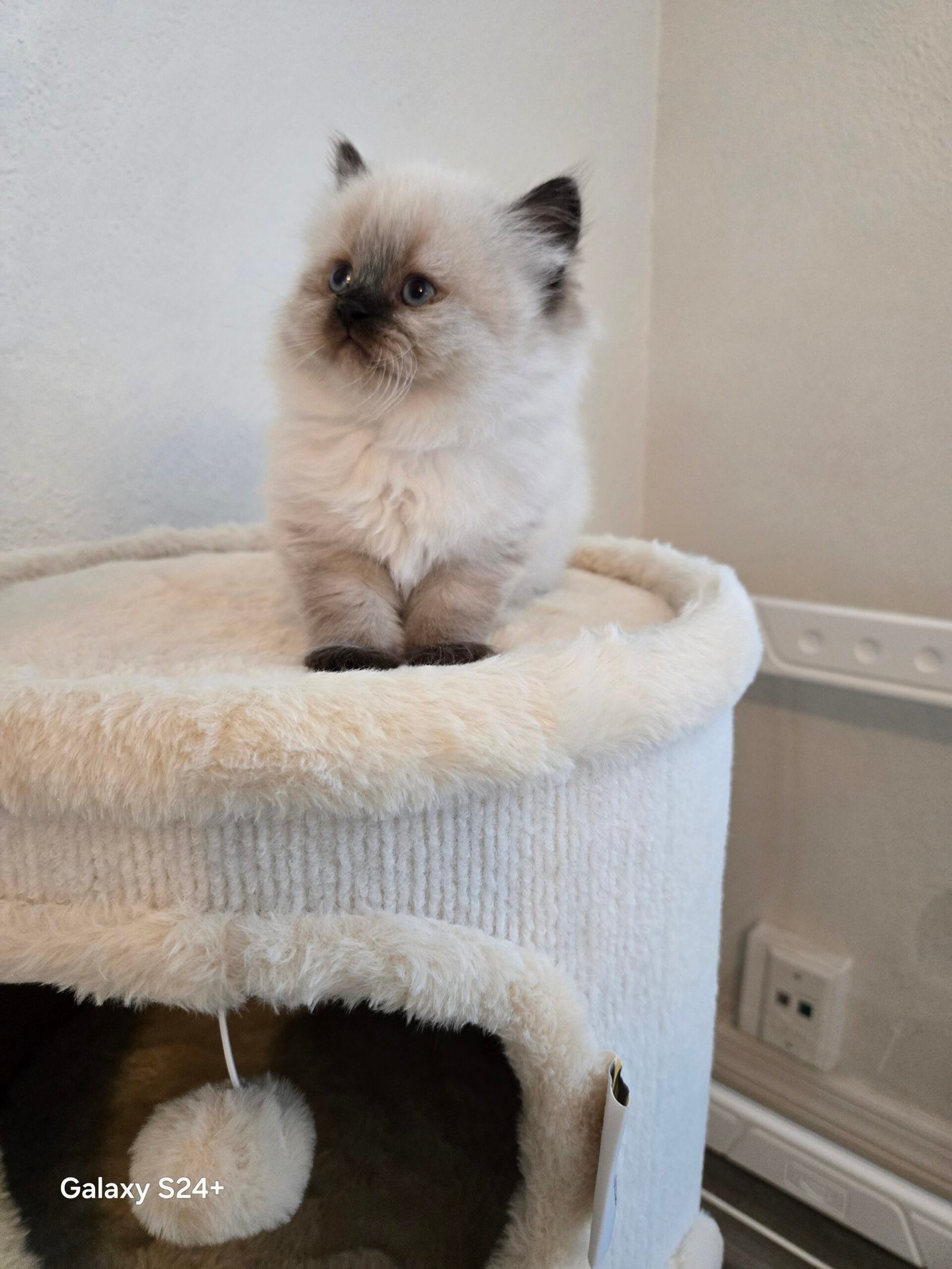 Milo