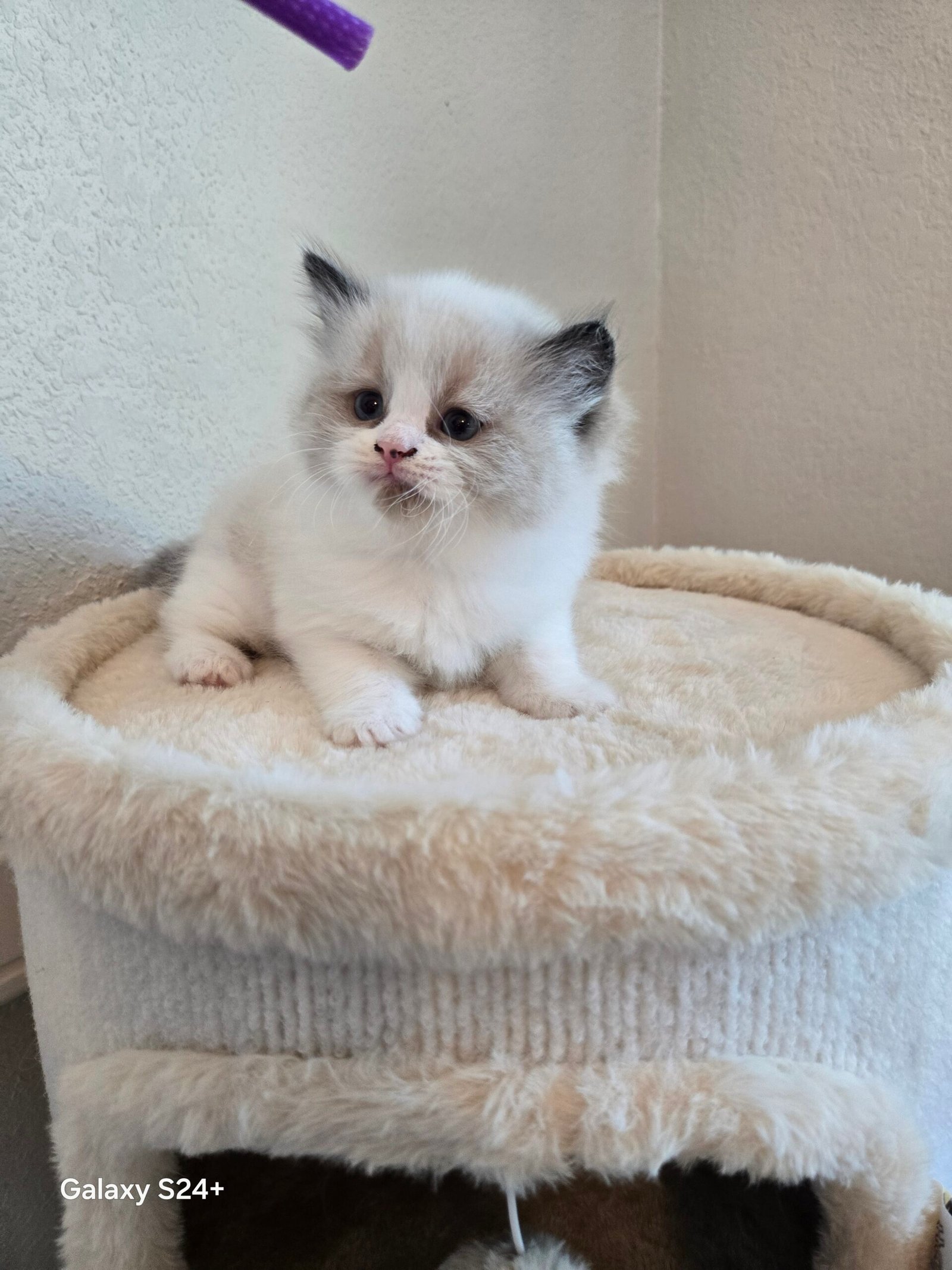 Oliver