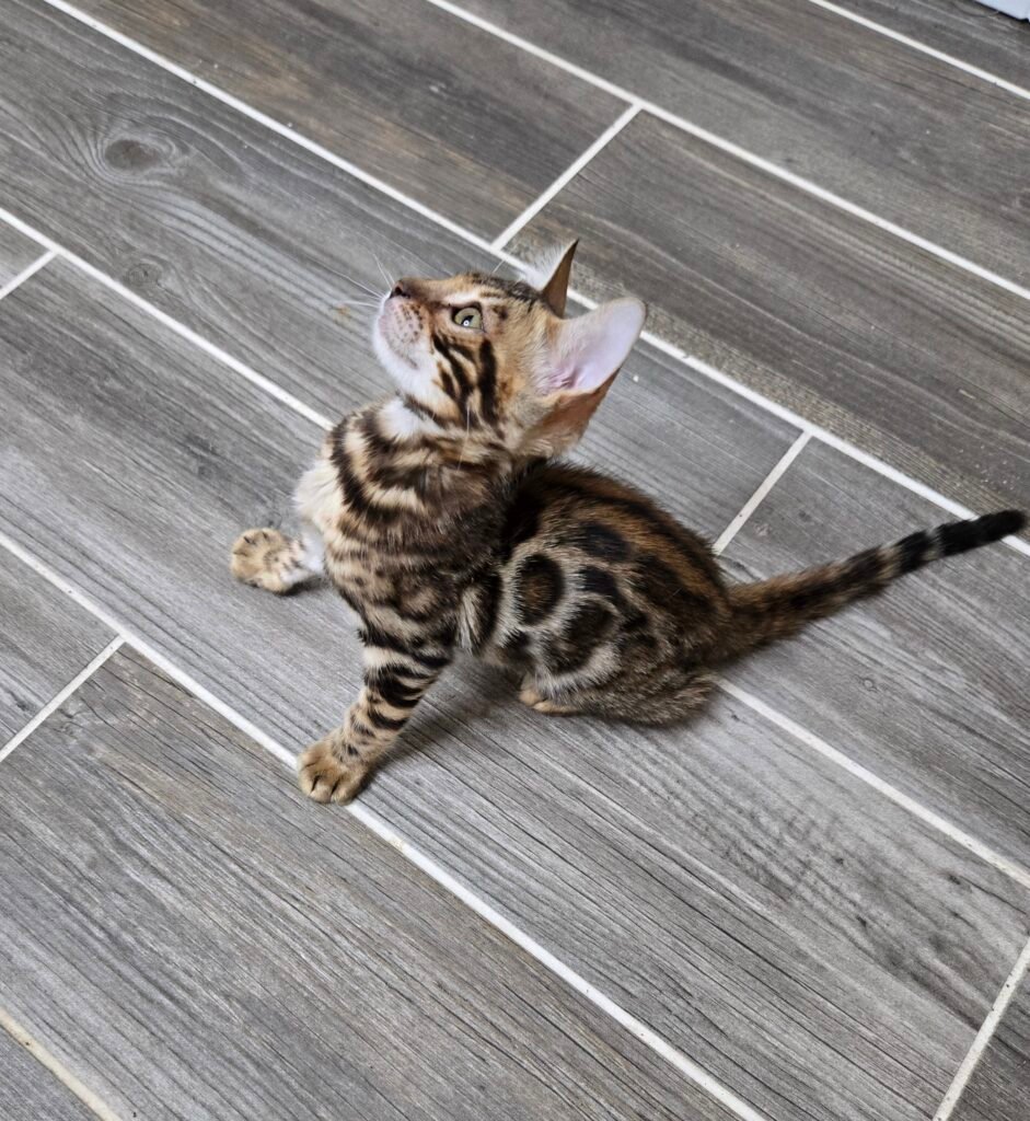 MAYA – Purebred Female Bengal Kitten
