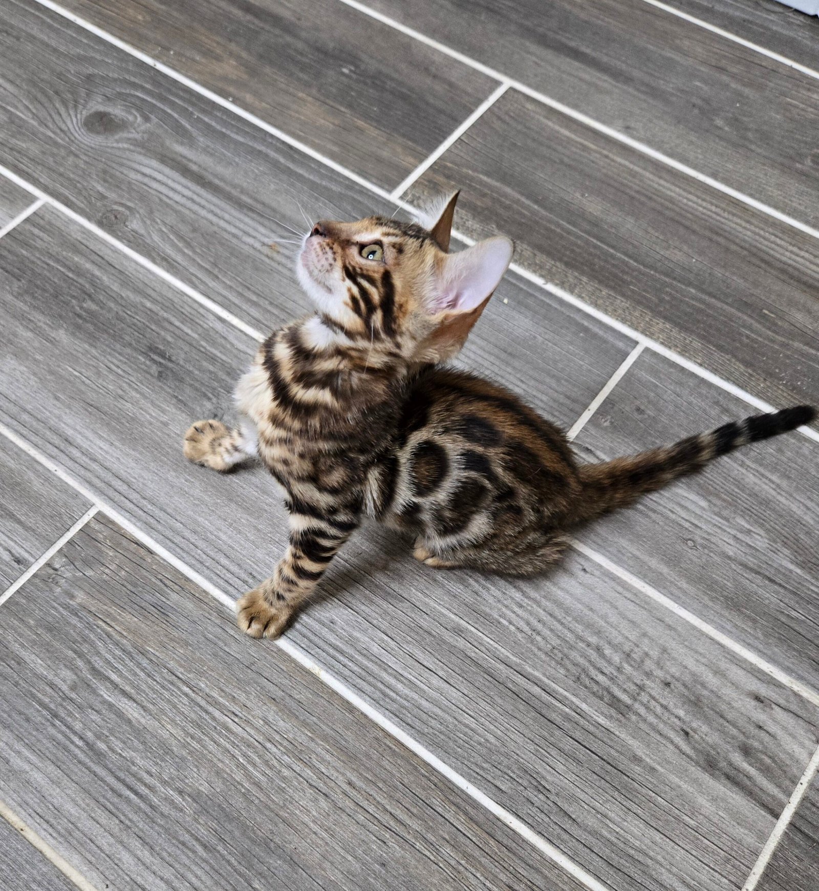 MAYA – Purebred Female Bengal Kitten